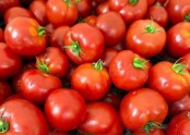 토마토가격상승.jpg